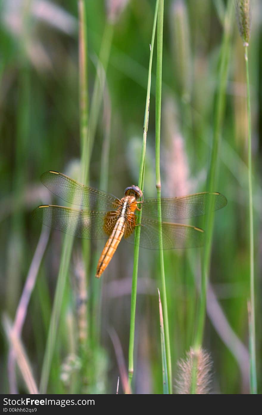 Dragonfly