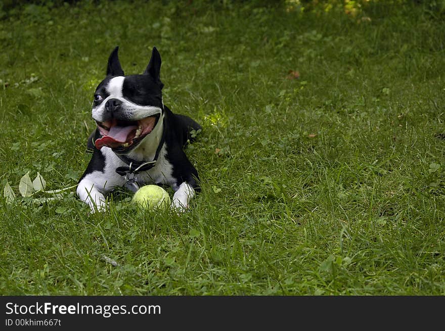 A one-eyed Boston Terrier dog with its tongue hanging out in the sun and grass with his favorite tennis ball. A one-eyed Boston Terrier dog with its tongue hanging out in the sun and grass with his favorite tennis ball.