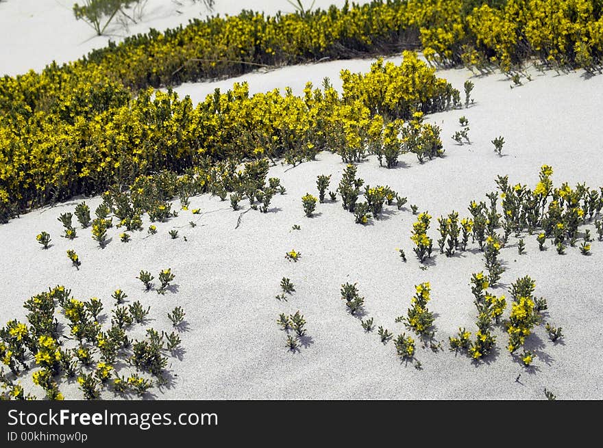 Yellow Dune Flowers