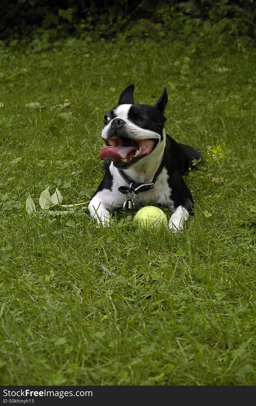 A one-eyed Boston Terrier dog with its tongue hanging out in the sun and grass with his favorite tennis ball. A one-eyed Boston Terrier dog with its tongue hanging out in the sun and grass with his favorite tennis ball.