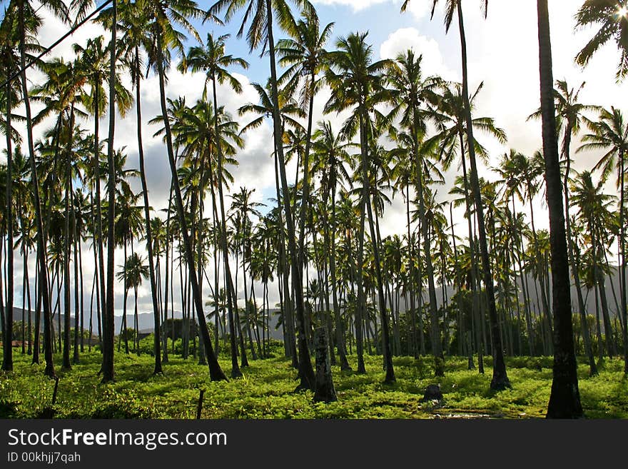 Palm Trees In Hawaii