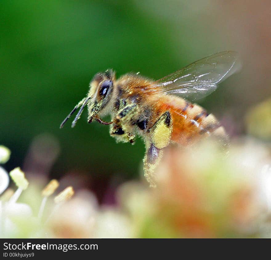 Honey bee in flight with pollen on legs. Honey bee in flight with pollen on legs