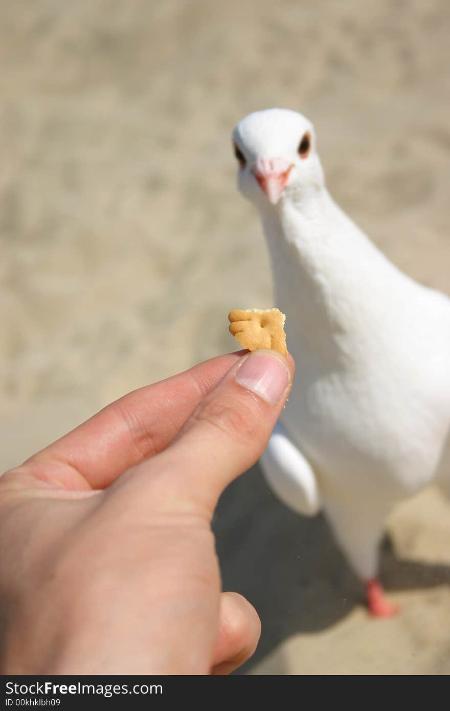 Feeding dove with cookie