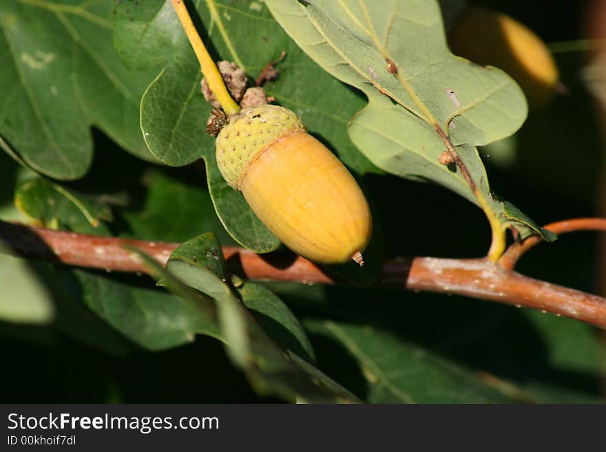 A nice twig and foliage. A nice twig and foliage