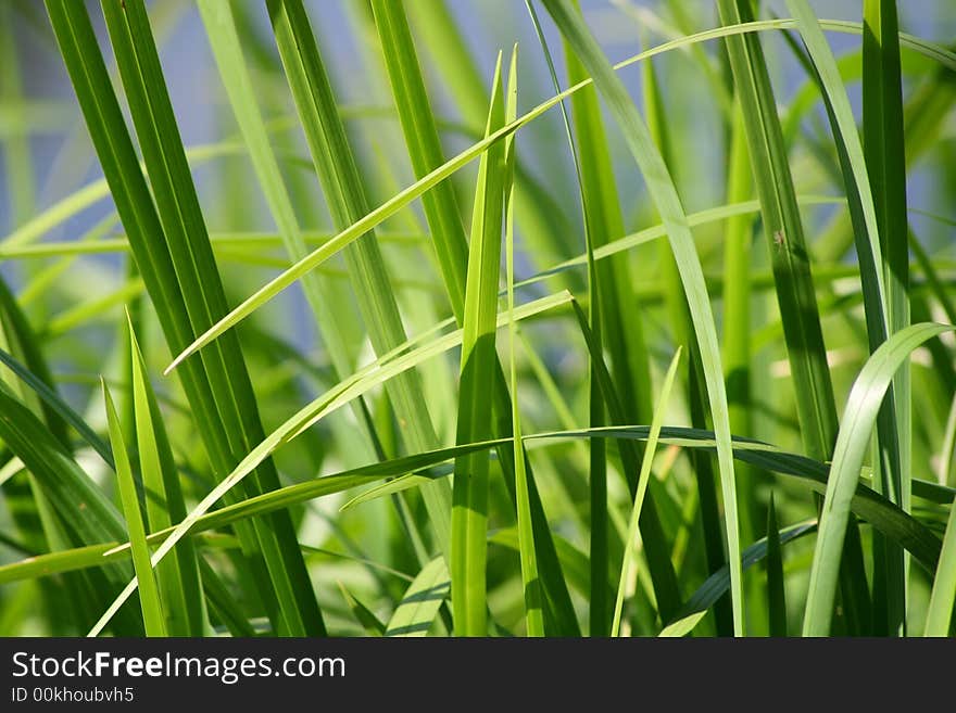 Reed on the water outdoor