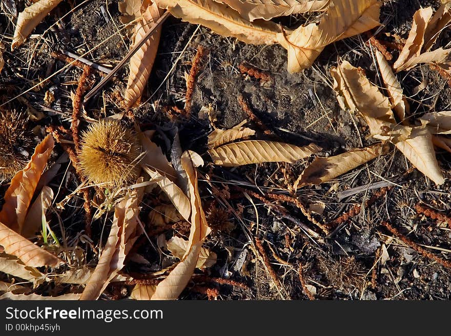 Chestnut husk among fallen leaves