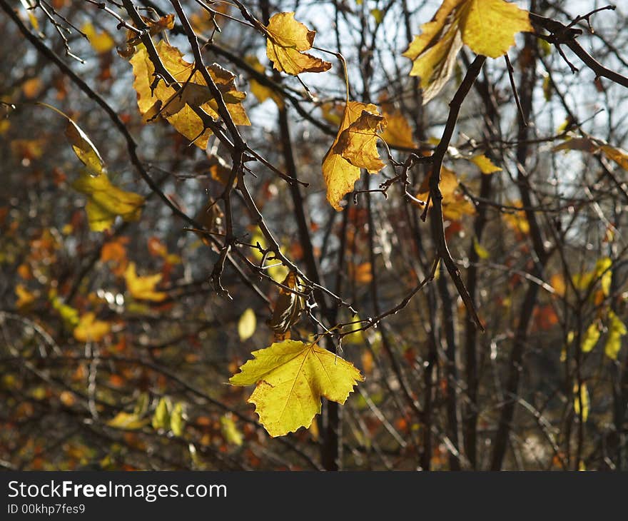 Yellow leaves