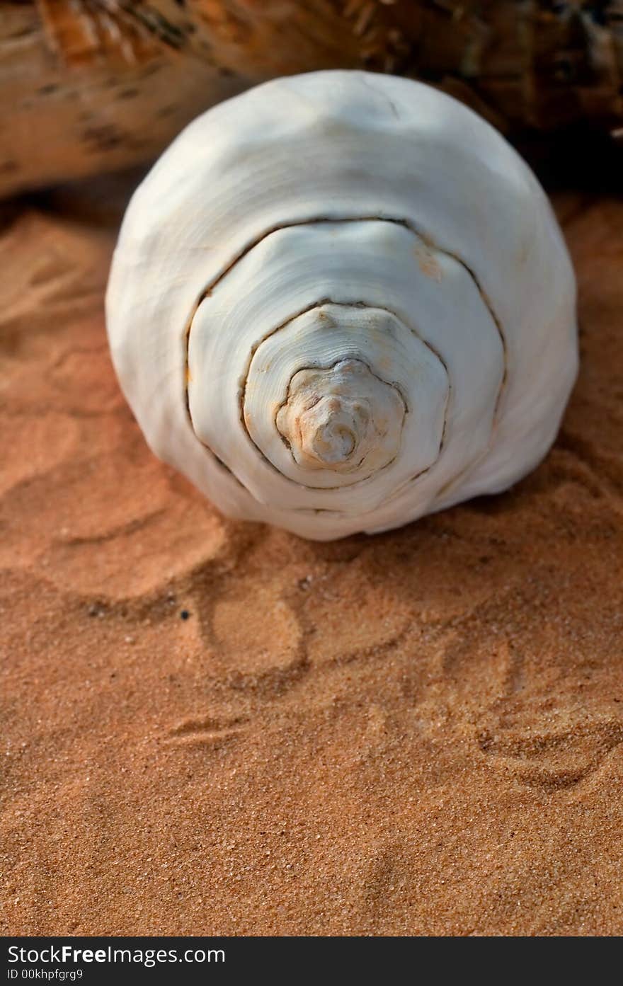 White seashell on sand with shallow depth of field