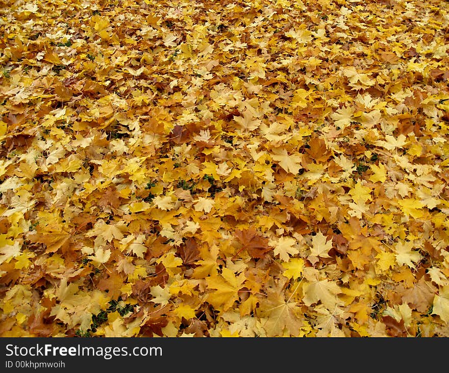 A lot of yellow leaves laying like a carpet on the ground