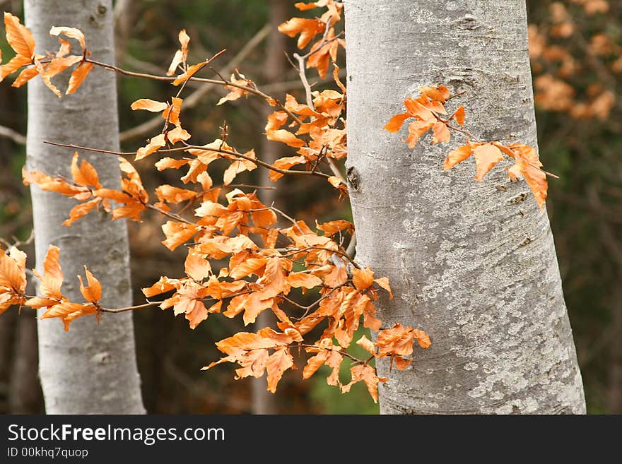 Autumn in the mountain wood