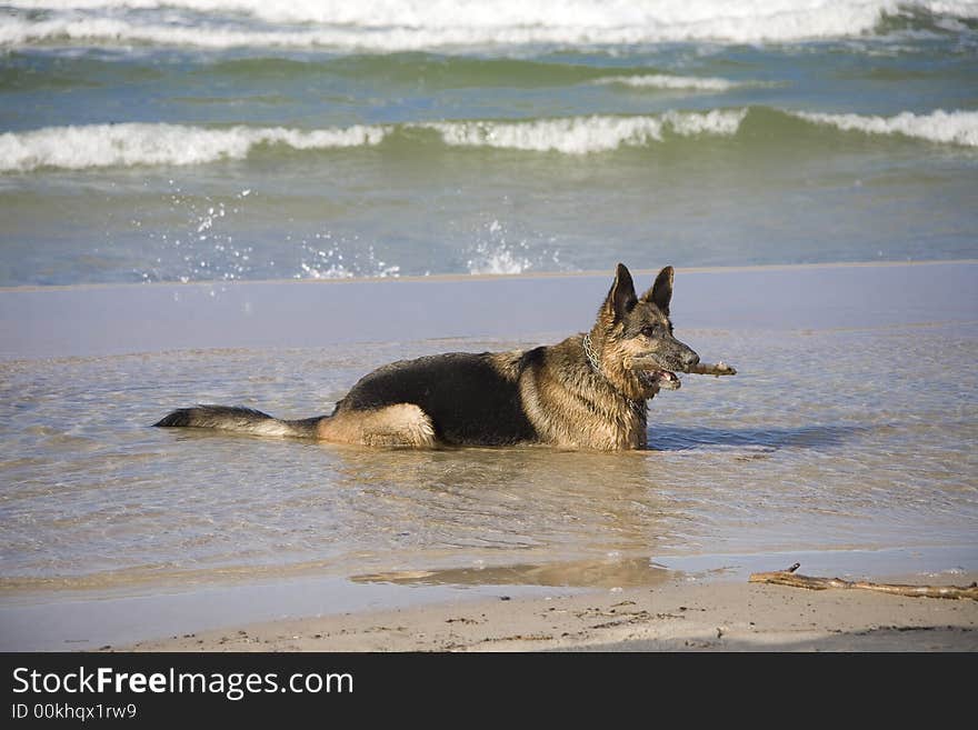 Dog german shepherd play on the beach. Dog german shepherd play on the beach