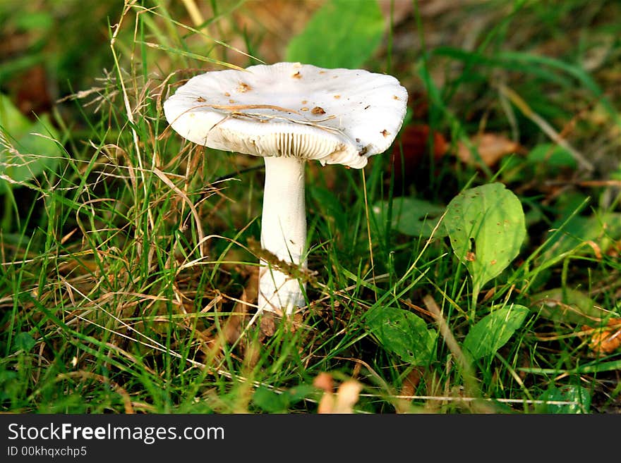 Nice mushroom growing in the forest. Nice mushroom growing in the forest