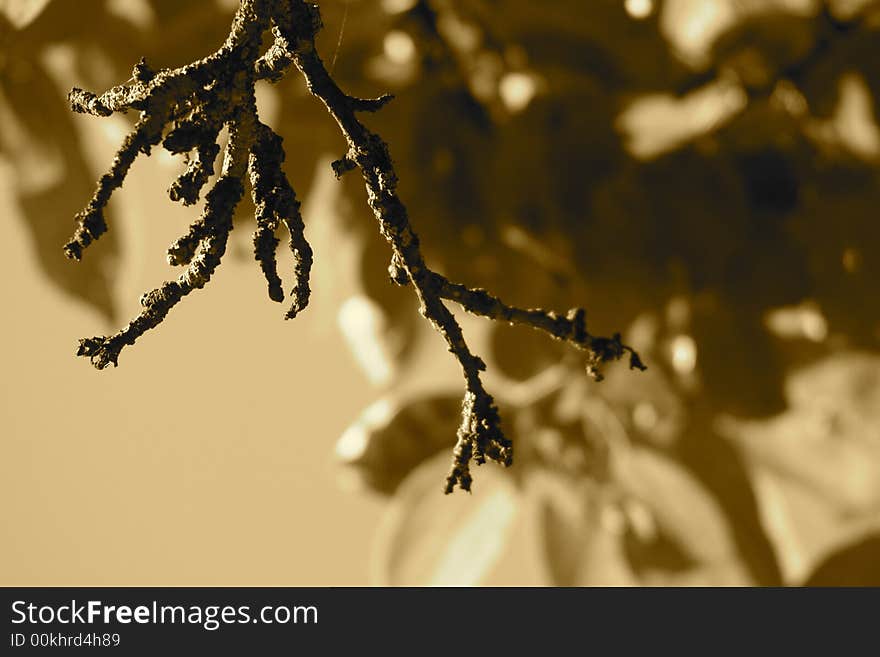 Retro-styled picture of dried branch