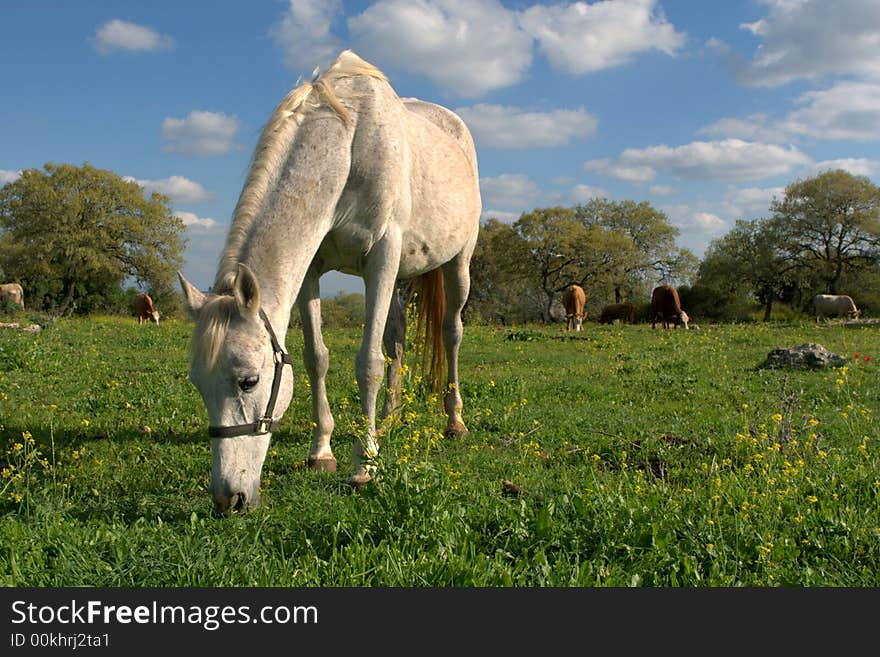 Gray horse on the pasture