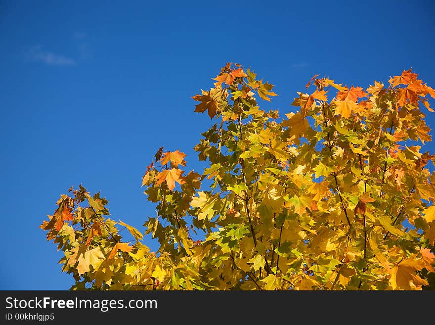 Orange-yellow leaves of an autumn maple on a background of the blue sky. Orange-yellow leaves of an autumn maple on a background of the blue sky