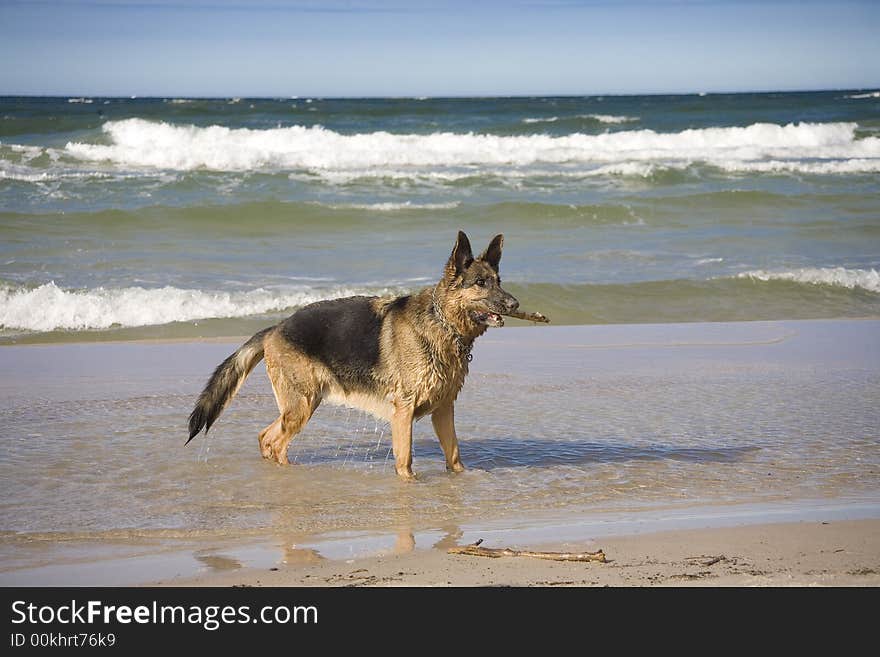 Dog german shepherd play on the beach. Dog german shepherd play on the beach