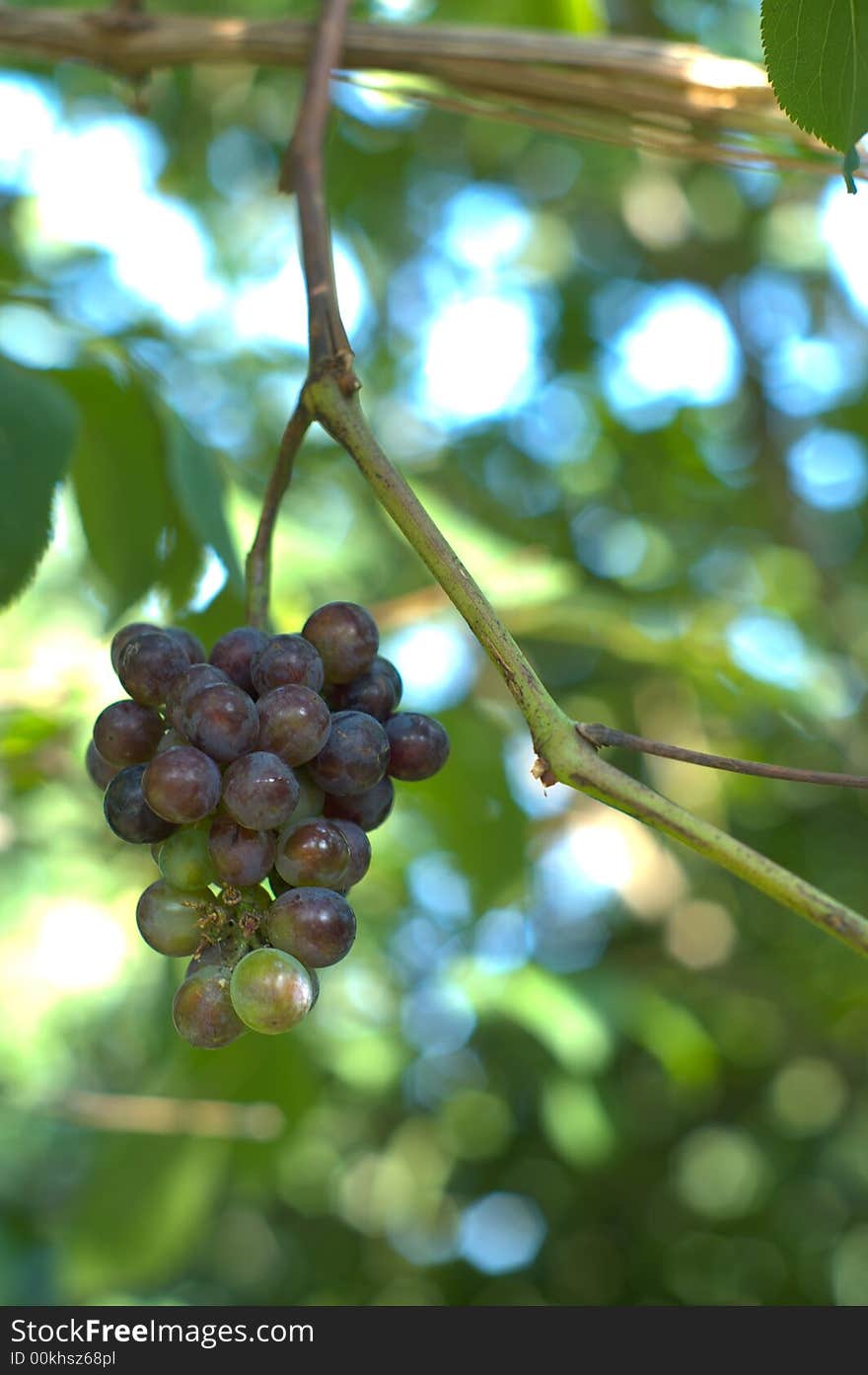 Wild grape in the morning