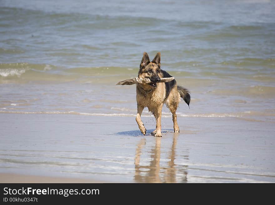 Dog german shepherd play on the beach. Dog german shepherd play on the beach