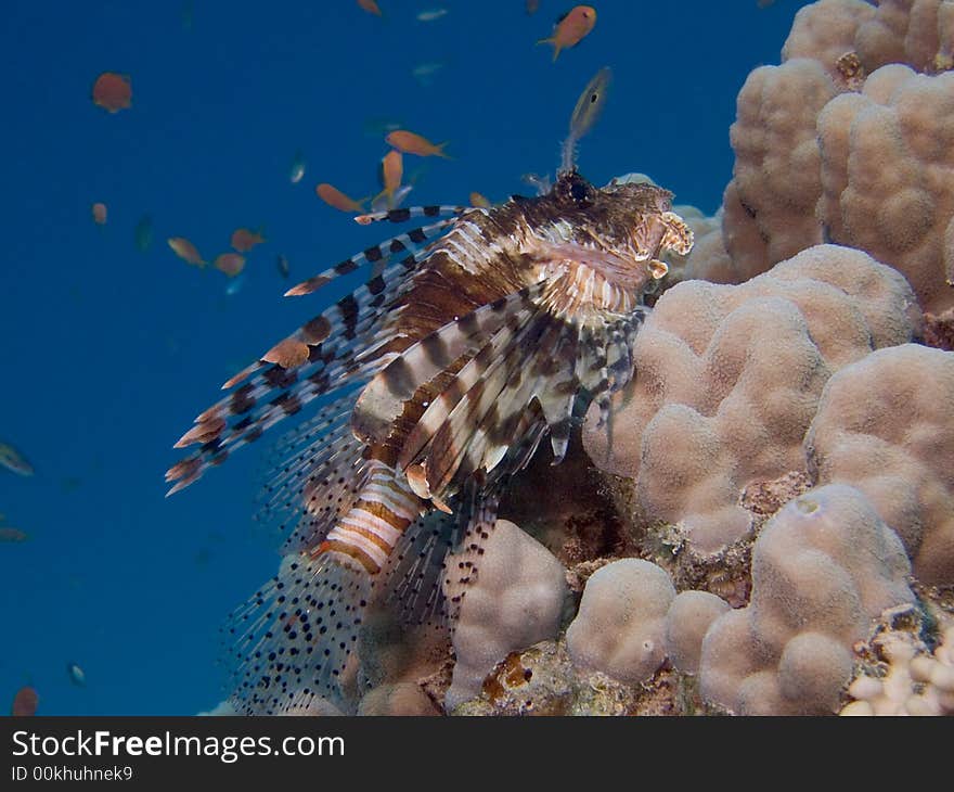 Lionfish