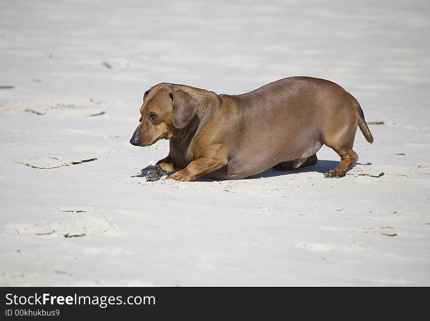 Dachshund play on the beach in Poland. Dachshund play on the beach in Poland