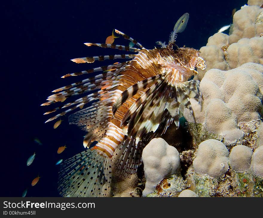 Lionfish Dark