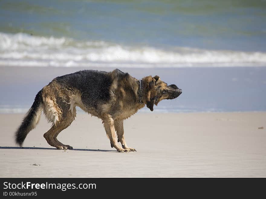 Dog german shepherd play on the beach. Dog german shepherd play on the beach