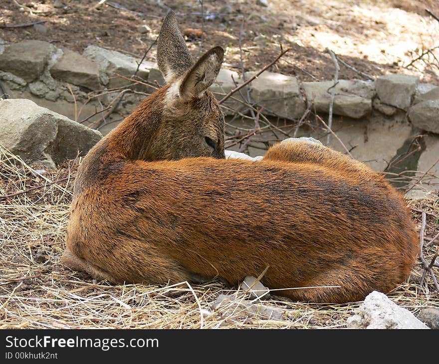 Roe deer