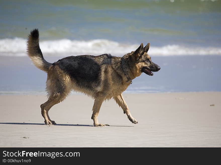 Dog german shepherd play on the beach. Dog german shepherd play on the beach