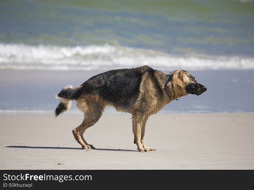 Dog german shepherd play on the beach. Dog german shepherd play on the beach