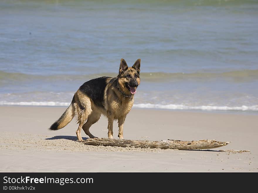 Dog german shepherd play on the beach. Dog german shepherd play on the beach