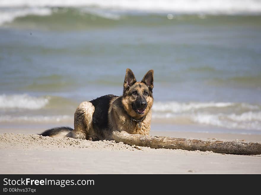 Dog german shepherd play on the beach. Dog german shepherd play on the beach