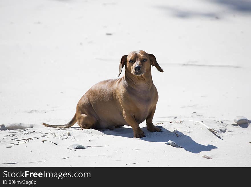 Dachshund play on the beach in Poland. Dachshund play on the beach in Poland