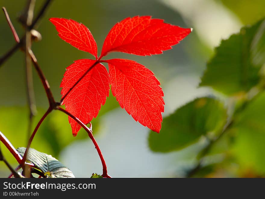 Red color leaves of  wild grapes covered by  sun. Red color leaves of  wild grapes covered by  sun