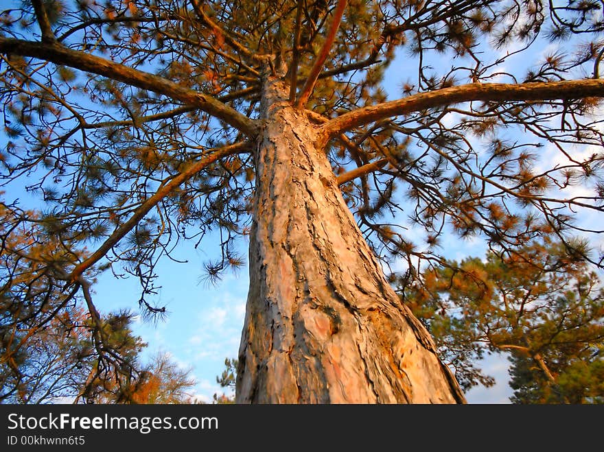 Trunk of pine wood covered by evening light, close up. Trunk of pine wood covered by evening light, close up