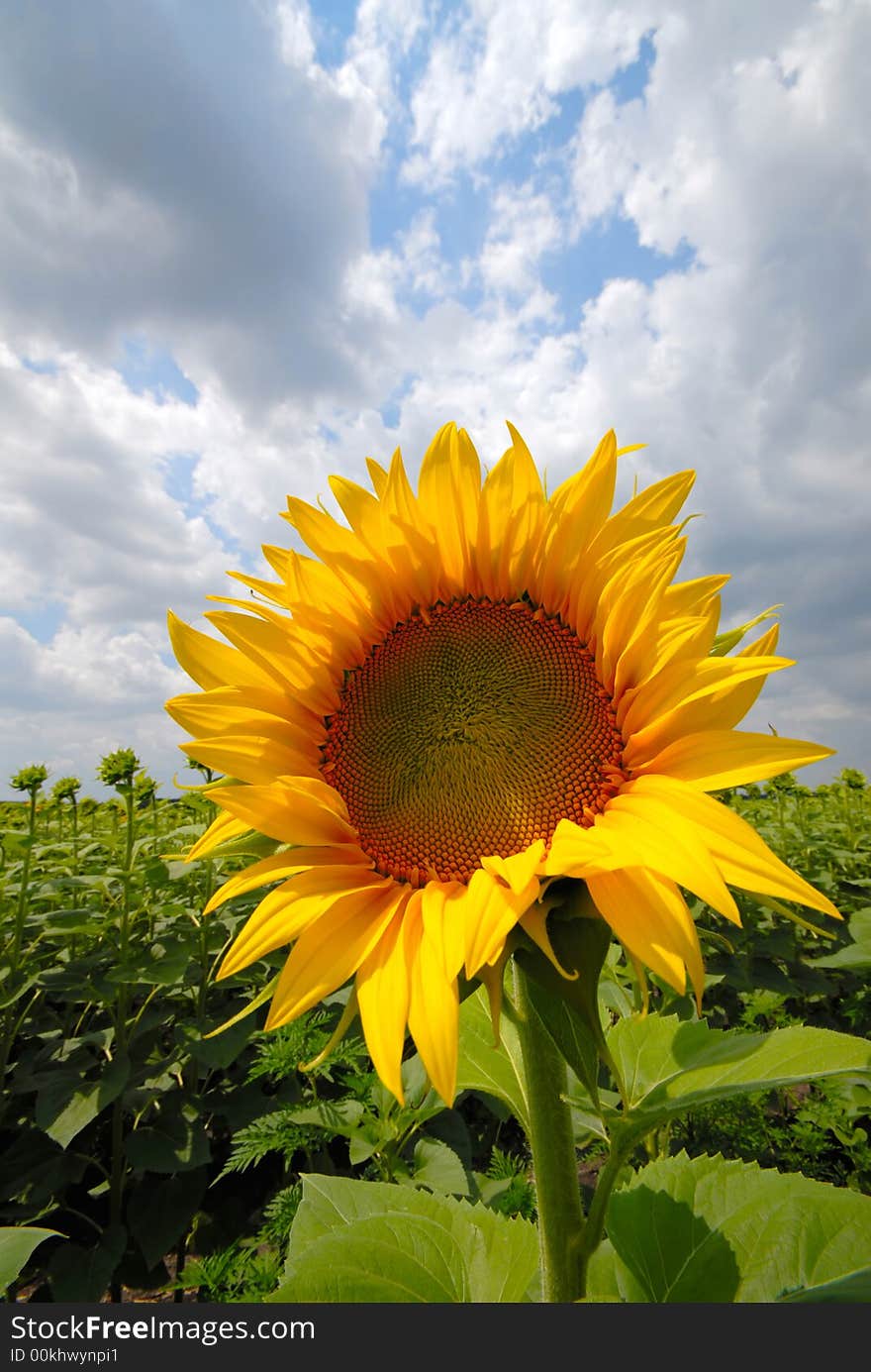 Sunflower on  background of  green field and sky blue