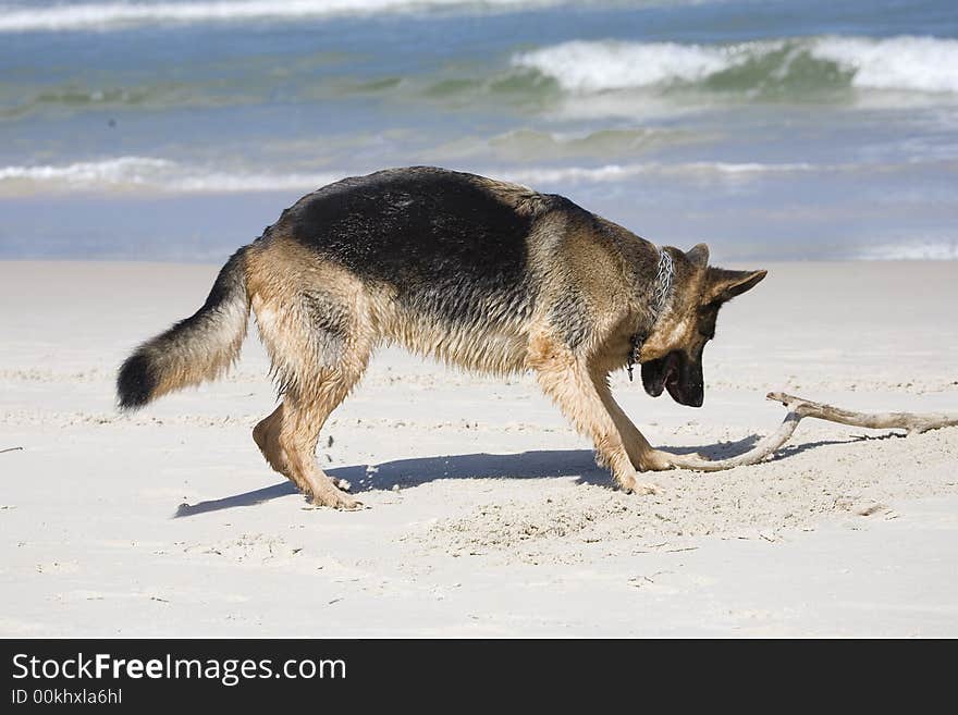 Dog german shepherd play on the beach. Dog german shepherd play on the beach