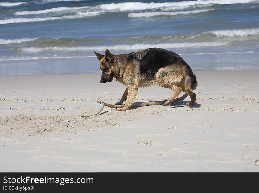 Dog german shepherd play on the beach. Dog german shepherd play on the beach