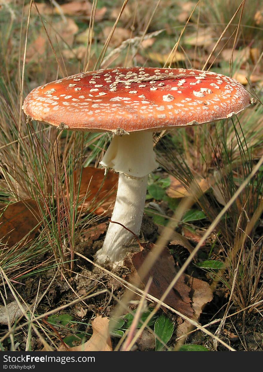 Poisonous mushroom in forest in sun. Poisonous mushroom in forest in sun