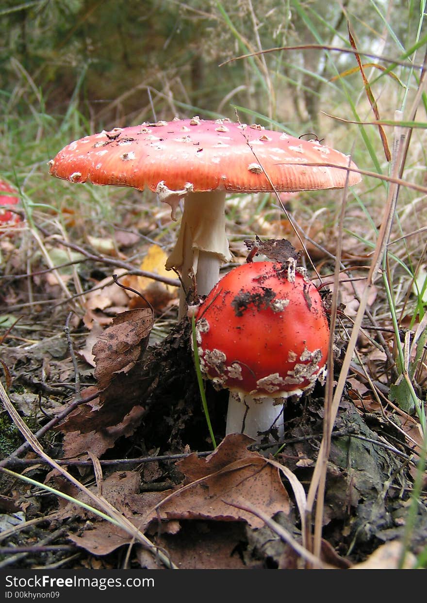 Two mushrooms in forest in sun