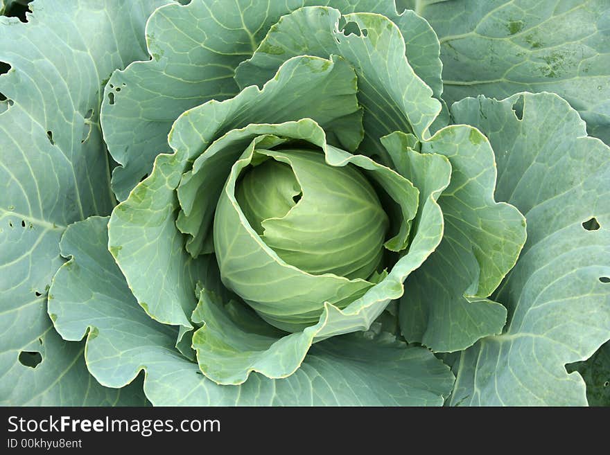 Cabbage Close-up