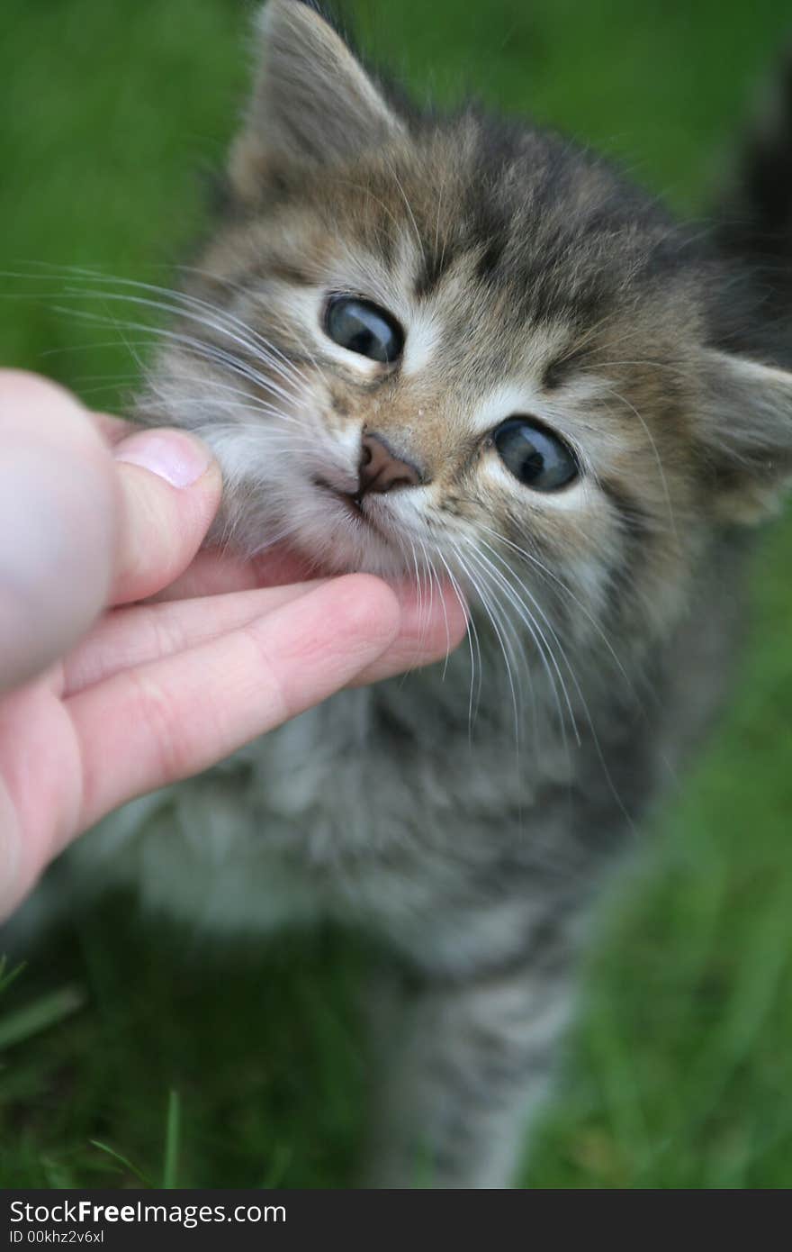 Sight of a lovely kitten