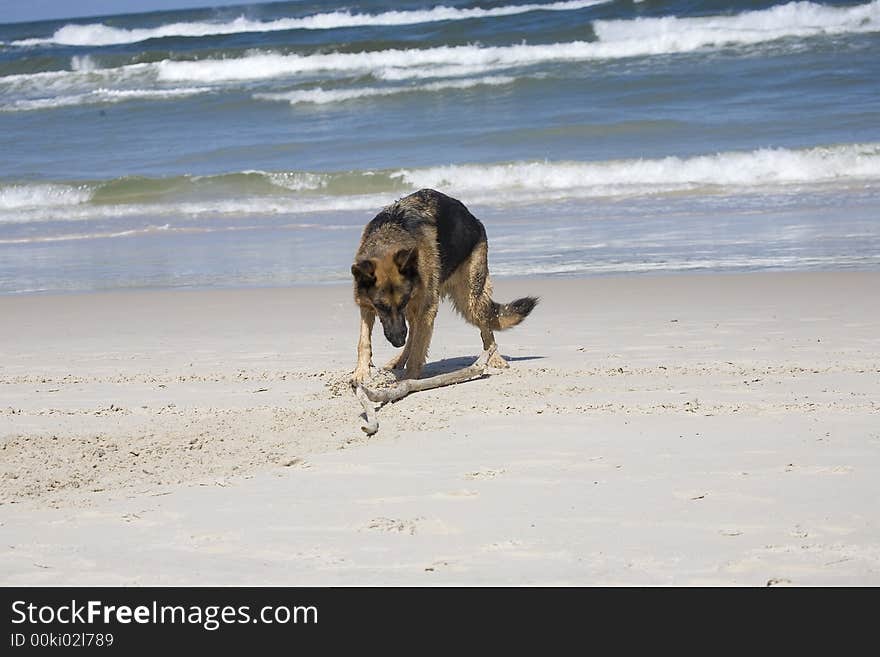 Dog german shepherd play on the beach. Dog german shepherd play on the beach