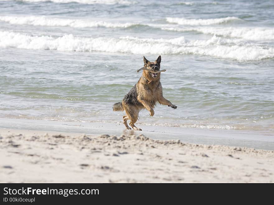 Dog german shepherd play on the beach. Dog german shepherd play on the beach