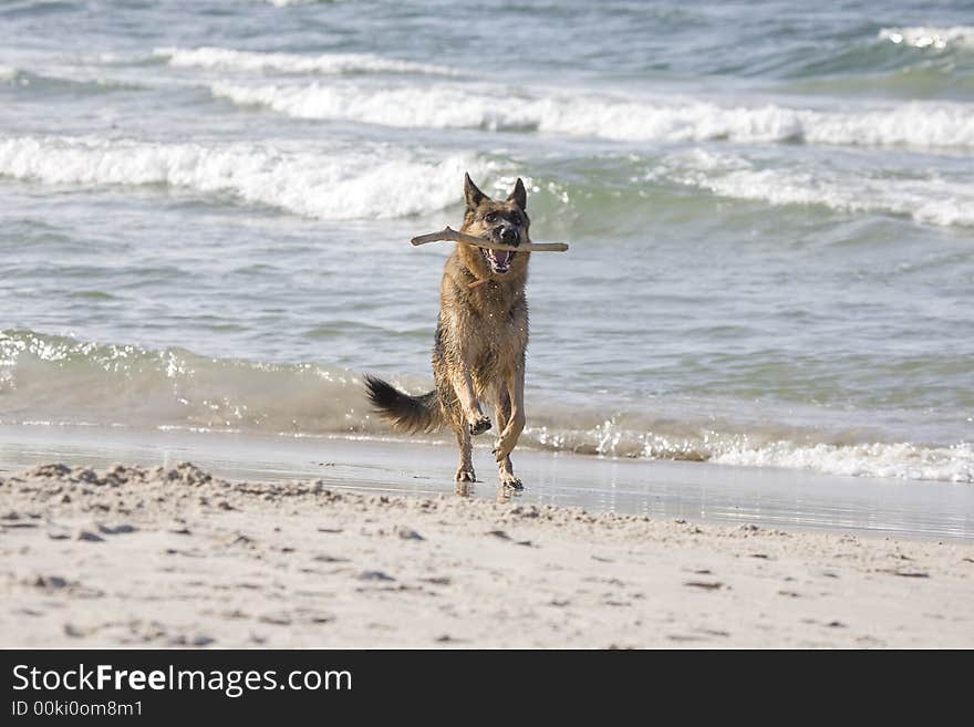 Dog german shepherd play on the beach. Dog german shepherd play on the beach