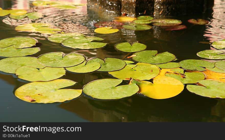 A beautiful waterlily in a fountain. A beautiful waterlily in a fountain