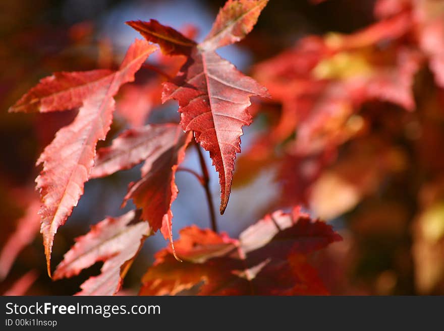 Two leaves on the tree