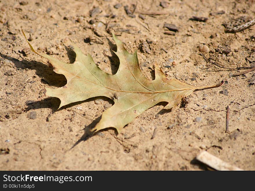 Two leaves on the tree