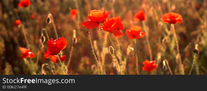 Red poppies