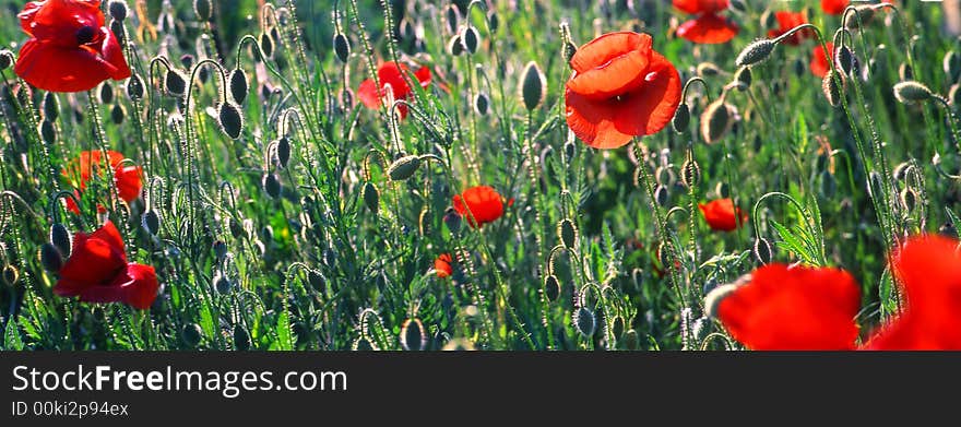 Red poppies