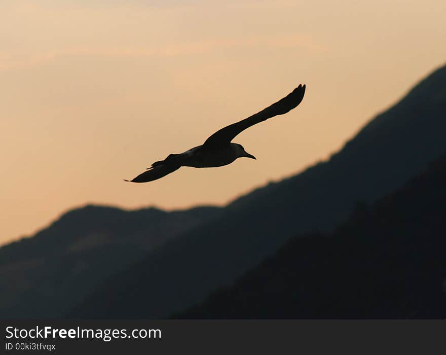 Flying seagull over sunset and mountain. Flying seagull over sunset and mountain